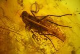 Three Fossil Flies (Diptera) and a Mite (Acari) in Baltic Amber #159873-1